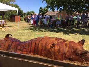 Northamptonshire - pig1